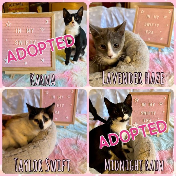 The Swift Litter: Taylor Swift & Lavender Haze, an adoptable Calico & Domestic Short Hair Mix in Bethel, CT_image-1