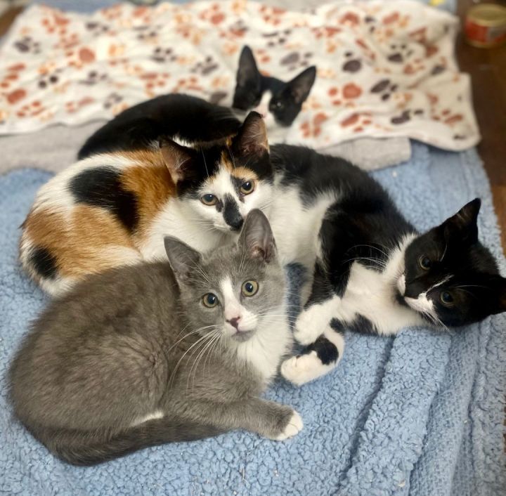 The Swift Litter: Taylor Swift & Lavender Haze, an adoptable Calico & Domestic Short Hair Mix in Bethel, CT_image-4