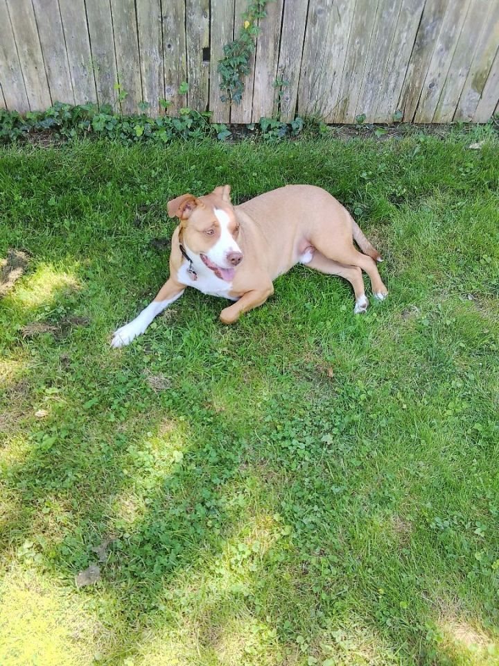 Ralphie **Adoption Fee Waived ** 1