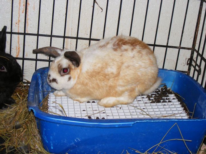 Germanium, an adoptable Bunny Rabbit Mix in East Syracuse, NY_image-1