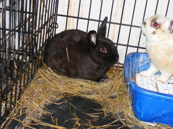 Gallium, an adoptable Bunny Rabbit Mix in East Syracuse, NY_image-1