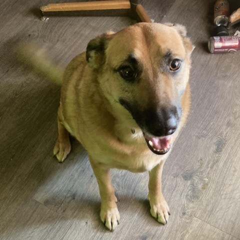 Shetsy, an adoptable Border Collie, Labrador Retriever in Bismarck, ND, 58507 | Photo Image 1