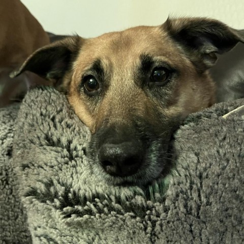 Shetsy, an adoptable Border Collie, Labrador Retriever in Bismarck, ND, 58507 | Photo Image 2