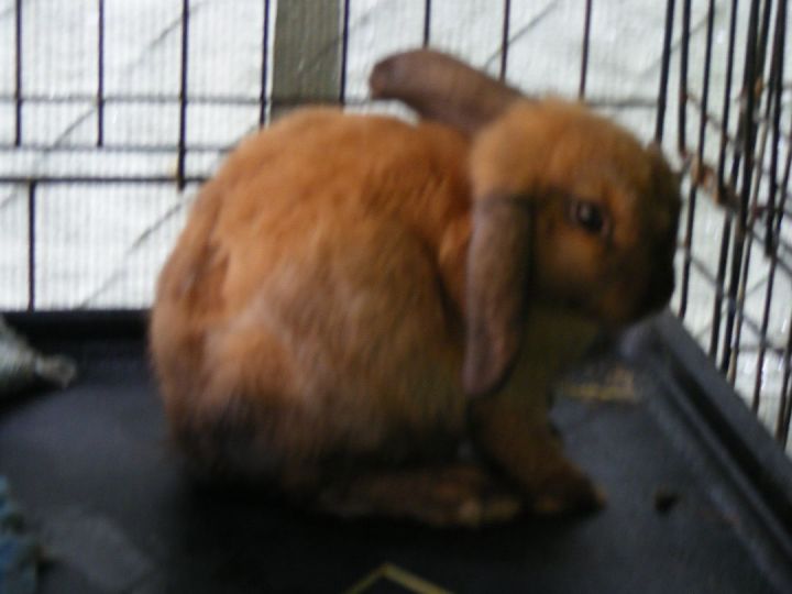 Palladium, an adoptable Lop Eared Mix in East Syracuse, NY_image-2