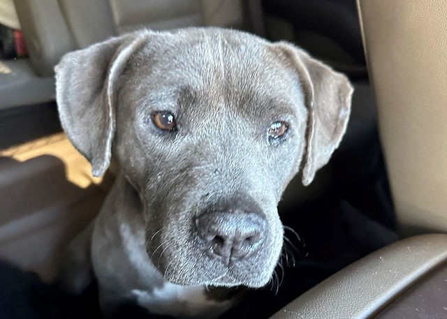 Silver 2024 grey pitbull