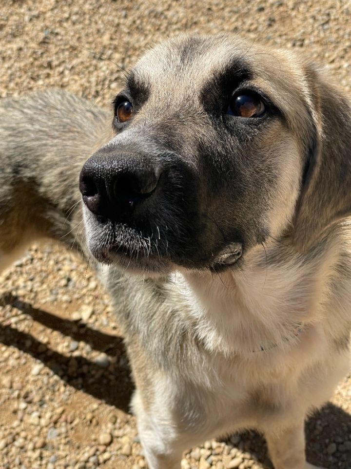 Herman, an adoptable Great Pyrenees Mix in Lacon, IL_image-2