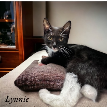 Lynnie