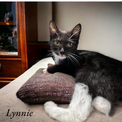Lynnie, an adoptable Domestic Short Hair in Cumberland, MD_image-1
