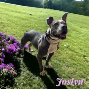 Jocelyn