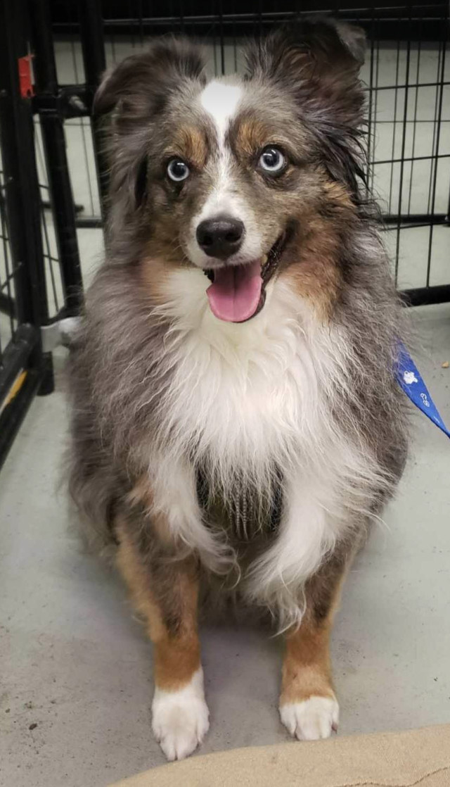 Mini aussie best sale sheltie mix