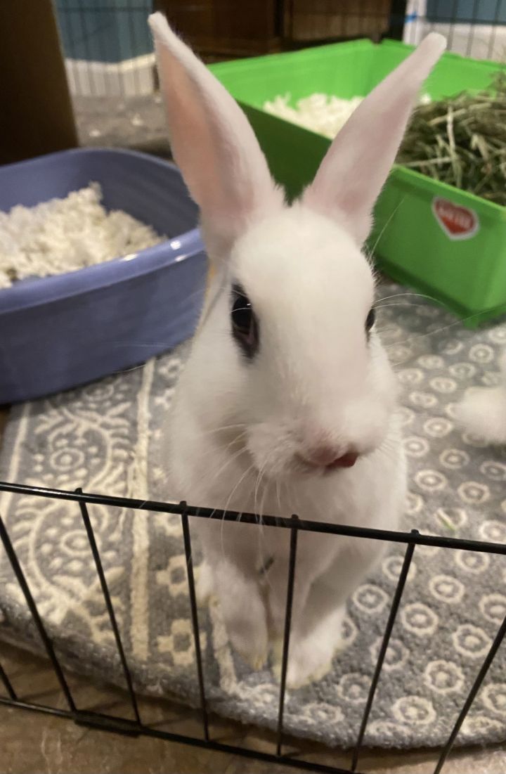 Luna's Saturn RABBIT KIT 1