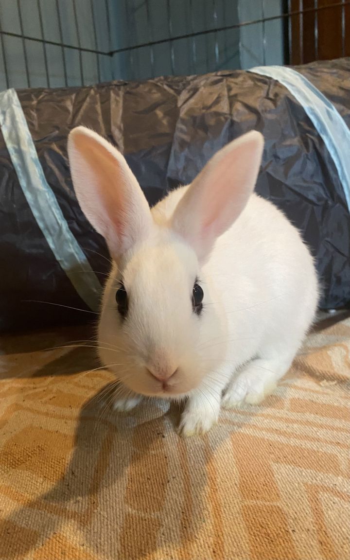Luna's Saturn RABBIT KIT 2