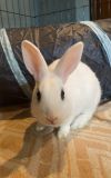 Luna&#39;s Saturn RABBIT KIT photo 2