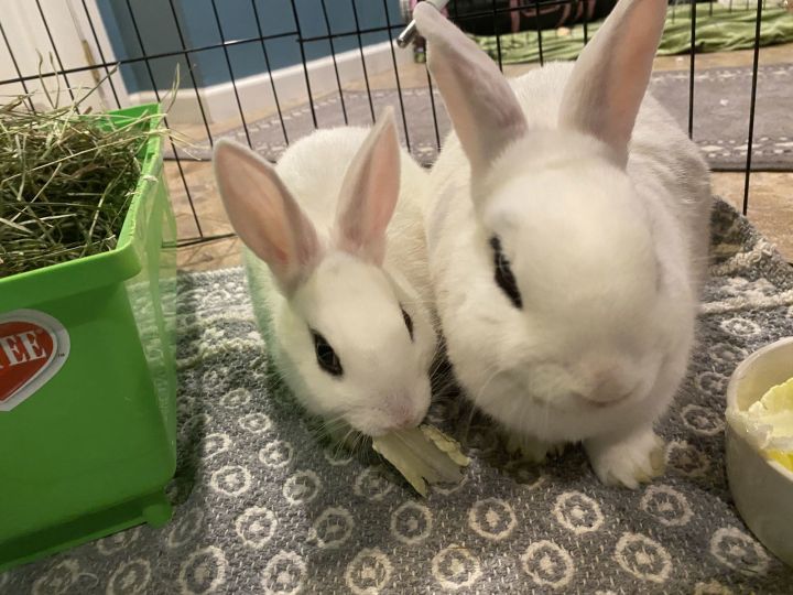 Luna's Saturn RABBIT KIT 3