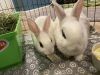 Luna&#39;s Saturn RABBIT KIT photo 3