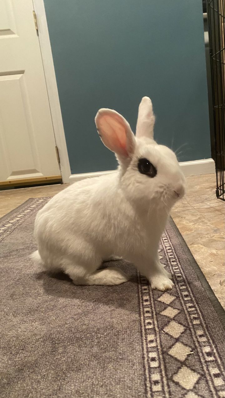 Jupiter RABBIT 1