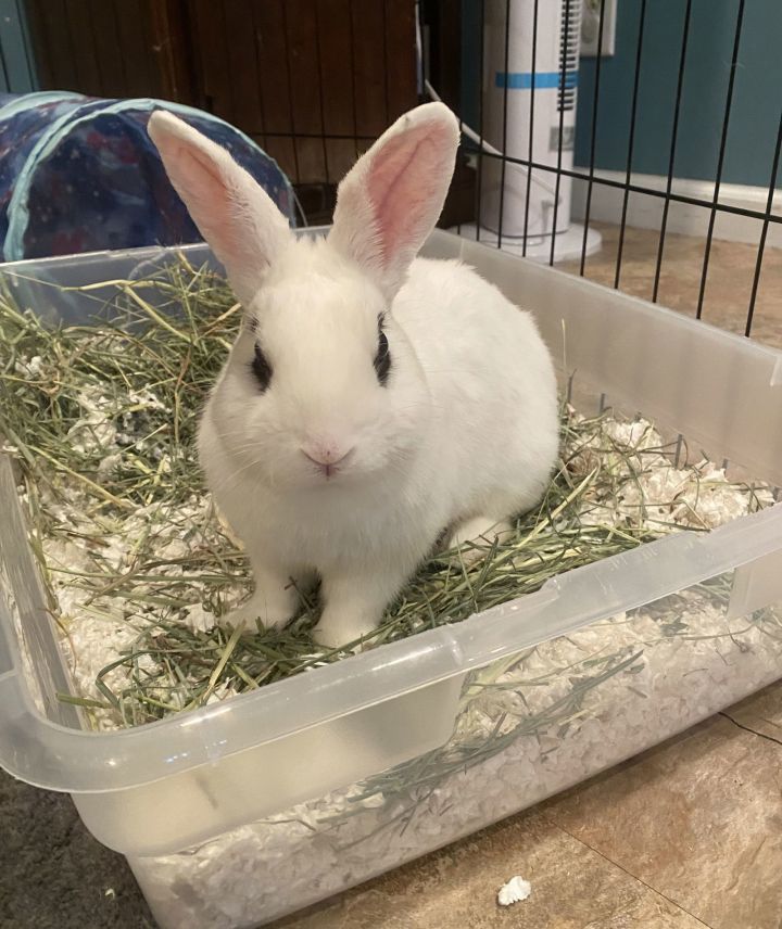 Jupiter RABBIT 2