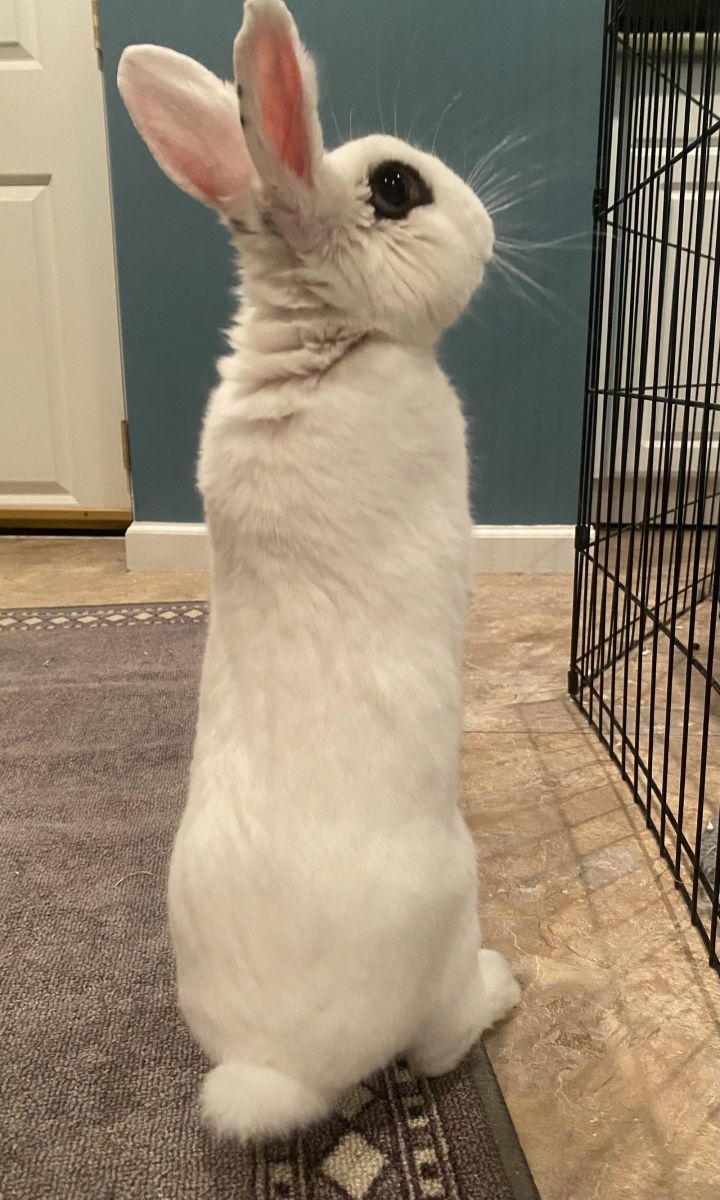 Jupiter RABBIT 3
