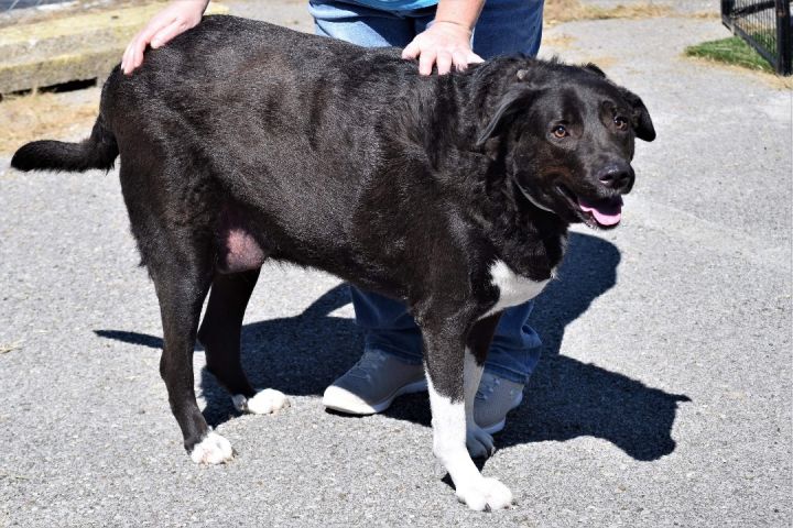 Black lab and great best sale pyrenees mix