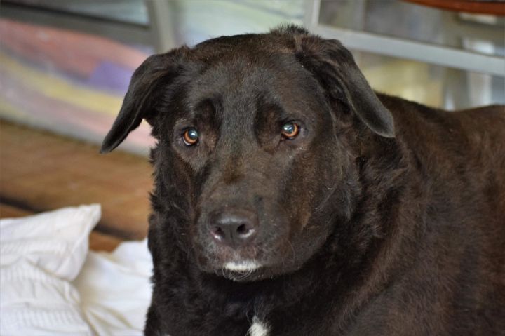 Black lab mixed with best sale great pyrenees