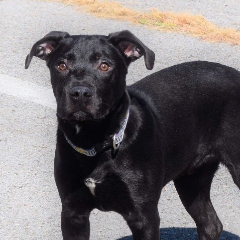 Pit and best sale lab mix puppies