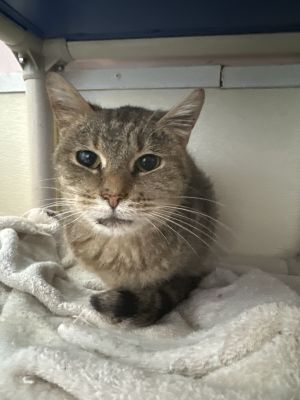 Mary Ellen, Adult Female Domestic Short Hair