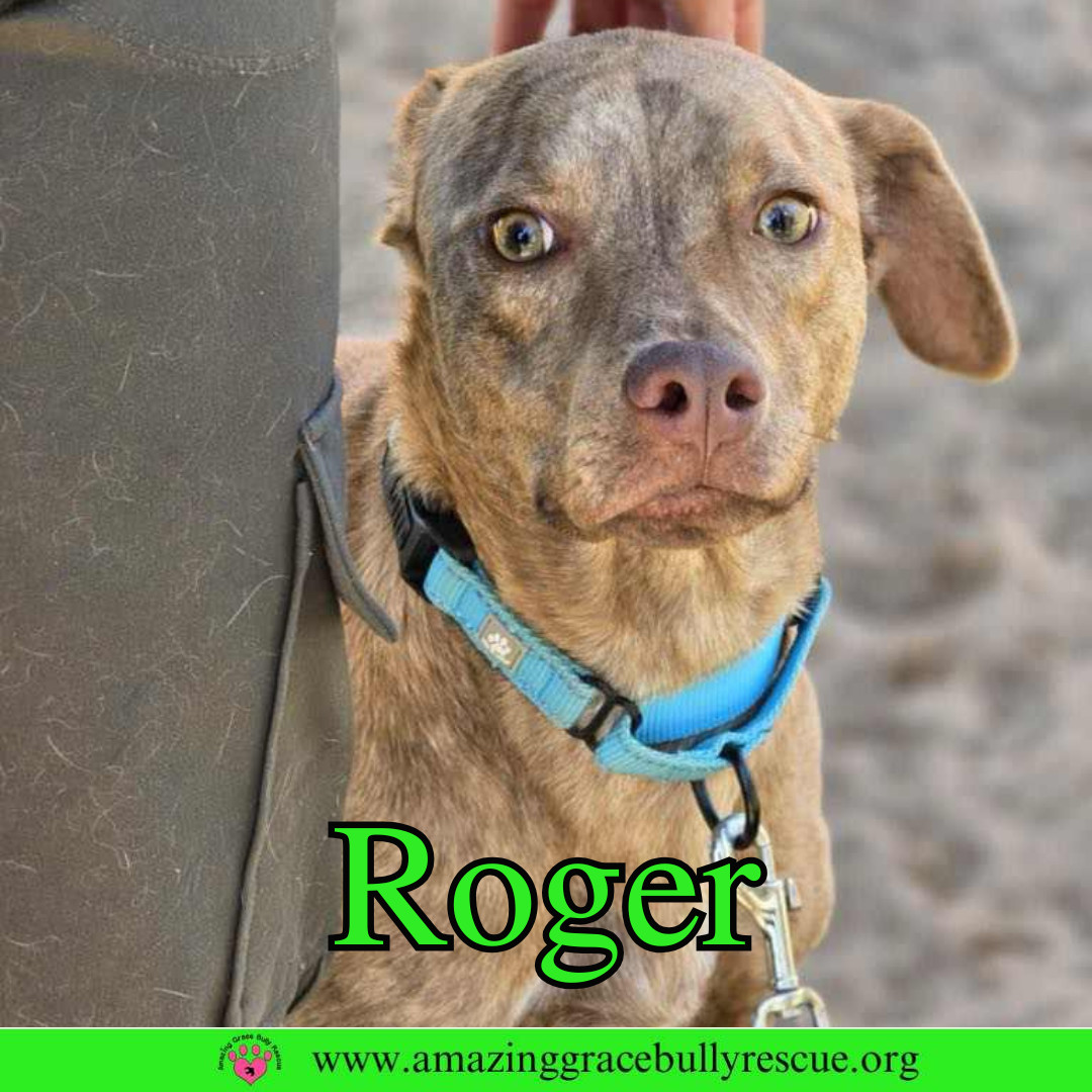 Roger, an adoptable Hound in Pensacola, FL, 32526 | Photo Image 1