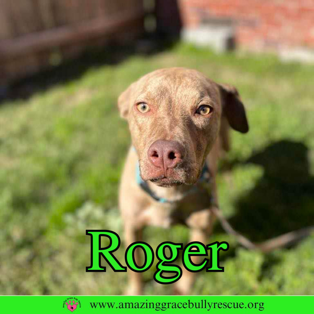 Roger, an adoptable Hound in Pensacola, FL, 32526 | Photo Image 2