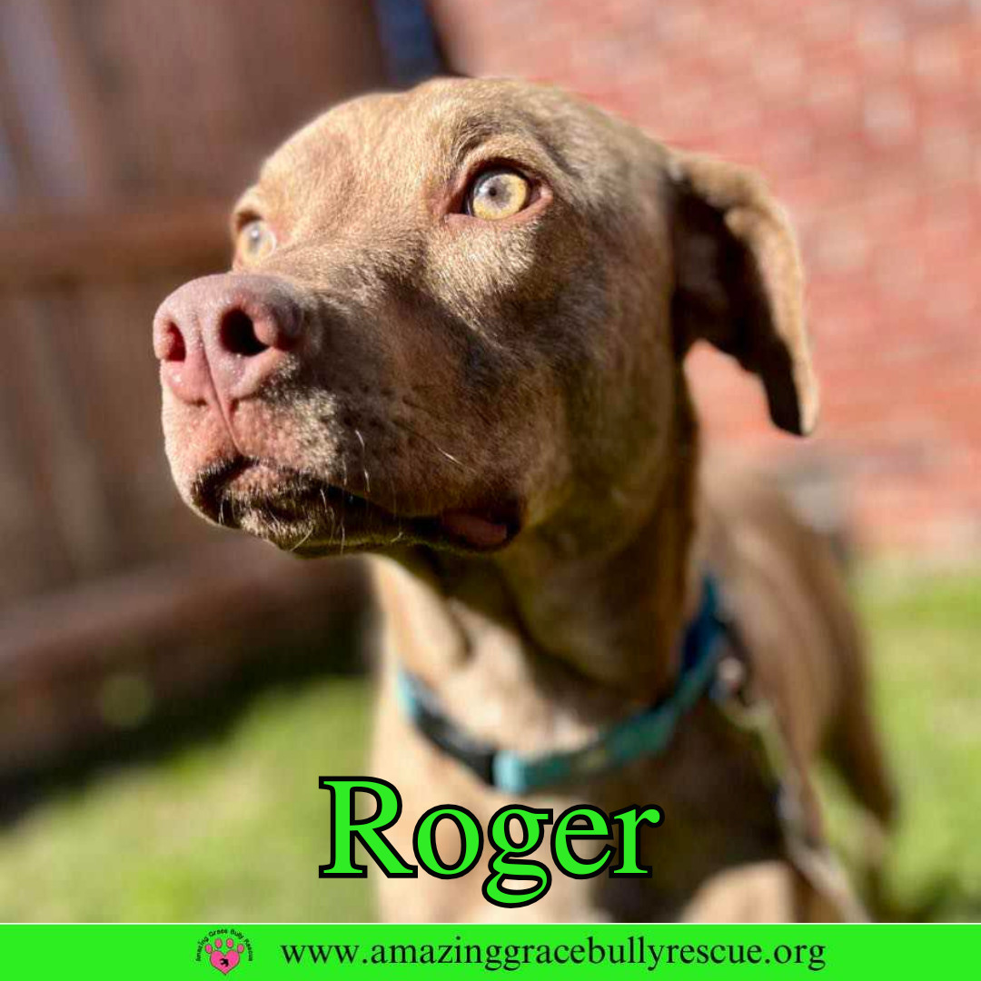 Roger, an adoptable Hound in Pensacola, FL, 32526 | Photo Image 3