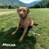 Mocha