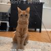 Stormy 2 (Ginger)