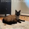 Stormy 3 (Coco)