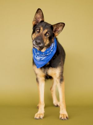 Honcho, Adult Male German Shepherd Dog