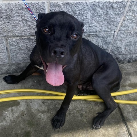 Whisper, an adoptable Black Labrador Retriever & Boxer Mix in Columbus, GA_image-3