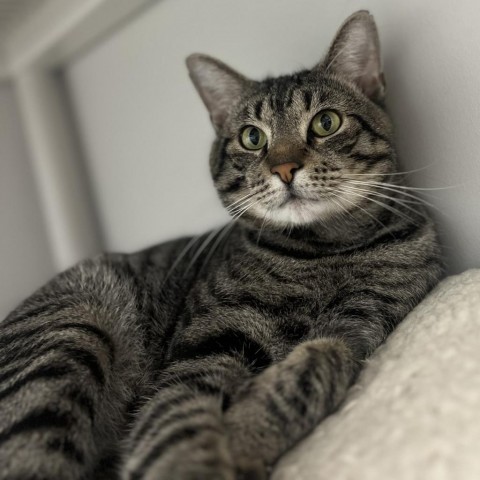 Stripes (*Bonded with Spike), an adoptable Domestic Short Hair in Philadelphia, PA_image-1