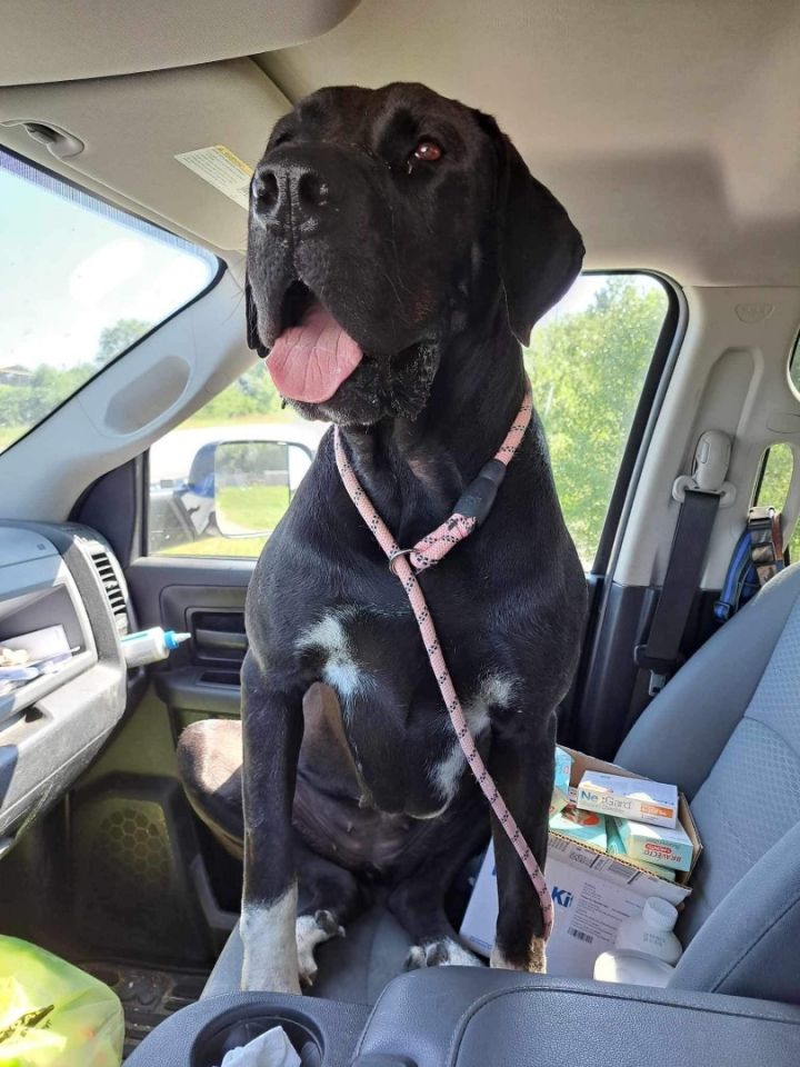 Luna, an adoptable Great Dane & Great Pyrenees Mix in Delphi, IN_image-3