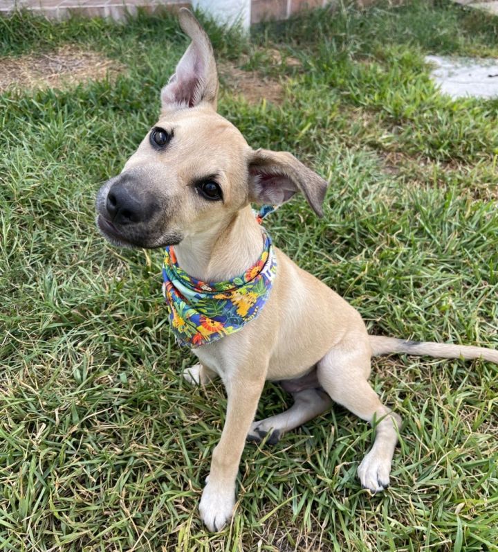 Scooby, an adoptable Carolina Dog & Yellow Labrador Retriever Mix in Warren, MI_image-1