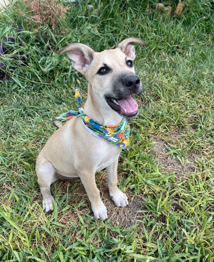 Scooby, an adoptable Carolina Dog & Yellow Labrador Retriever Mix in Warren, MI_image-3