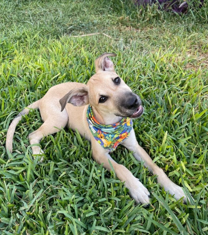 Scooby 5
