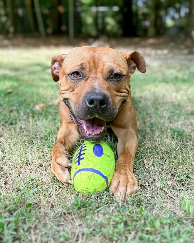 Big Mac, an adoptable American Bulldog in Berlin, MD, 21811 | Photo Image 1