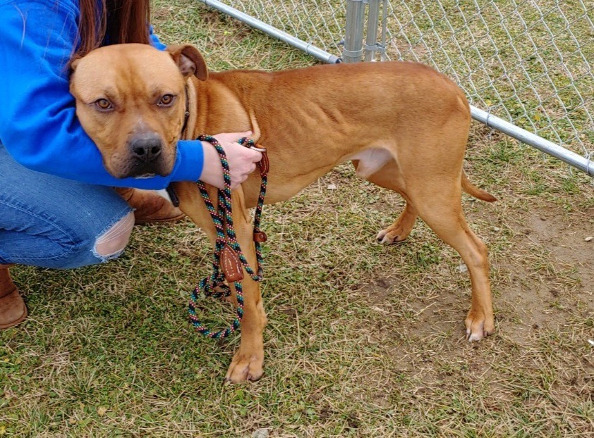 Big Mac, an adoptable American Bulldog in Berlin, MD, 21811 | Photo Image 2