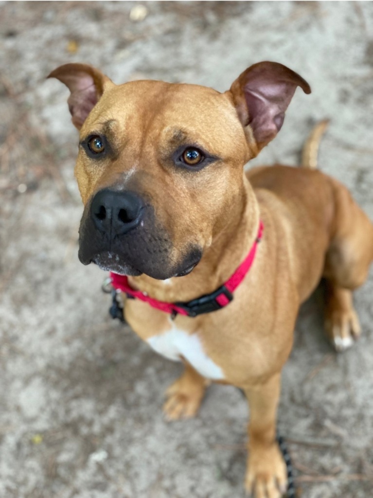 Big Mac, an adoptable American Bulldog in Berlin, MD, 21811 | Photo Image 3