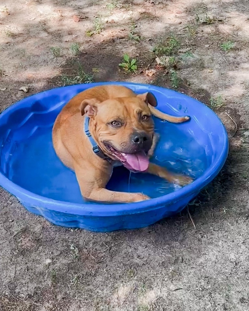 Big Mac, an adoptable American Bulldog in Berlin, MD, 21811 | Photo Image 4
