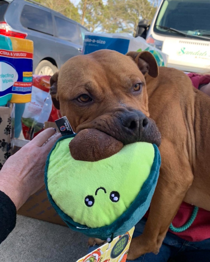 Big Mac, an adoptable American Bulldog in Berlin, MD, 21811 | Photo Image 5