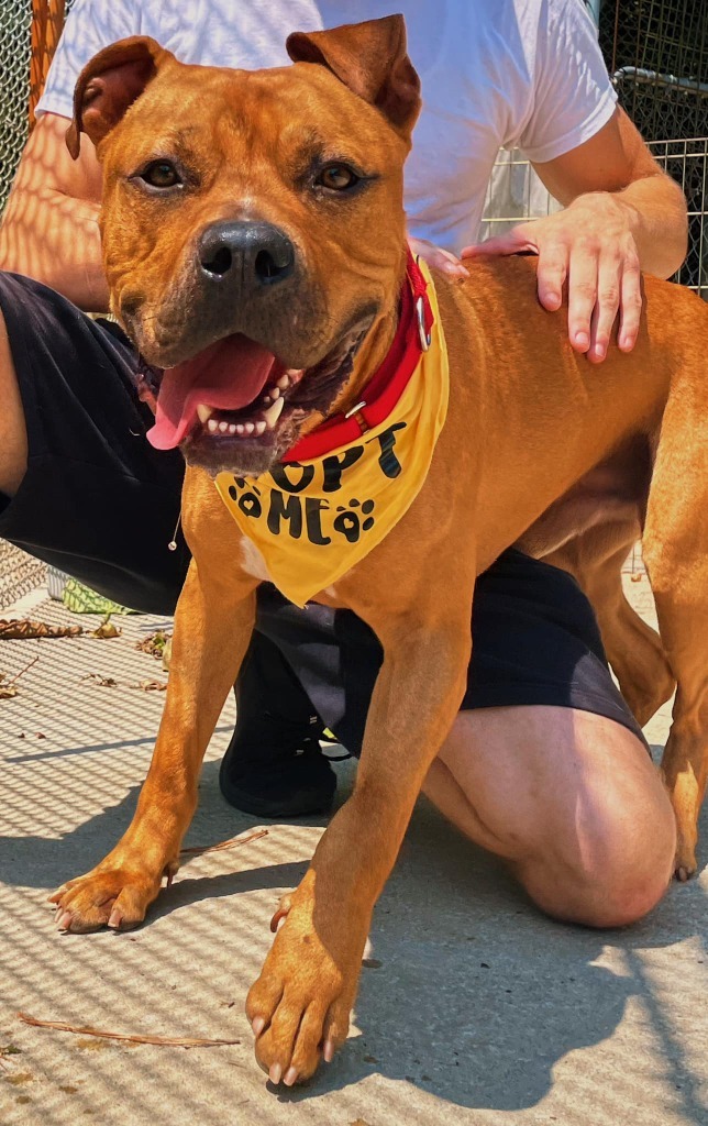 Big Mac, an adoptable American Bulldog in Berlin, MD, 21811 | Photo Image 6