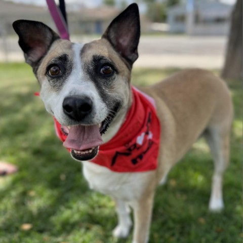 Tessa, an adoptable Mixed Breed in Moab, UT, 84532 | Photo Image 1