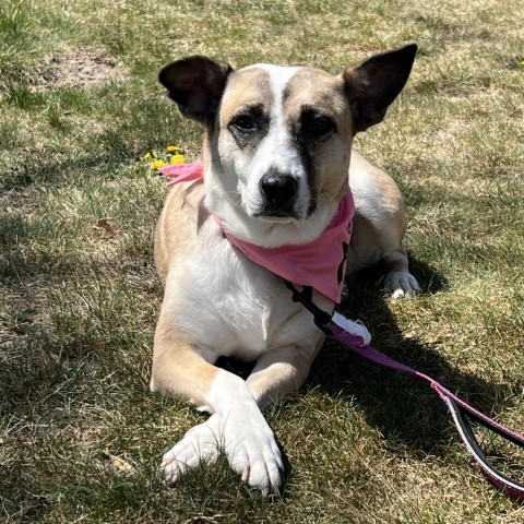 Tessa, an adoptable Mixed Breed in Moab, UT, 84532 | Photo Image 1