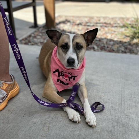 Tessa, an adoptable Mixed Breed in Moab, UT, 84532 | Photo Image 2