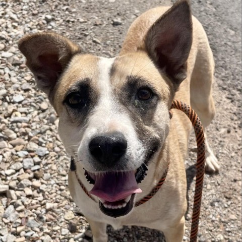 Tessa, an adoptable Mixed Breed in Moab, UT, 84532 | Photo Image 2