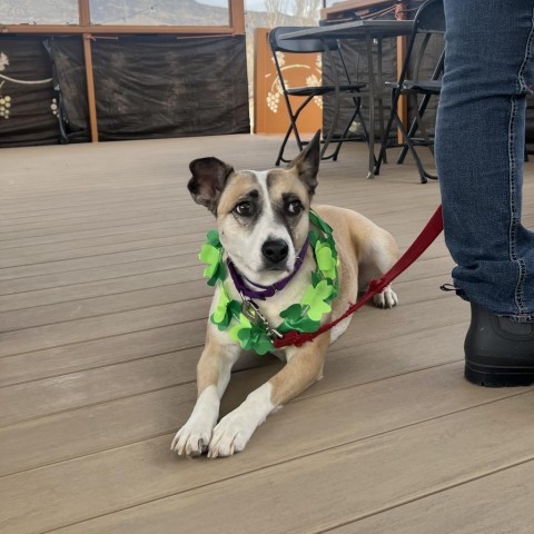 Tessa, an adoptable Mixed Breed in Moab, UT, 84532 | Photo Image 2